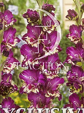 9131 Глад Колор Клаб 8шт/1шт