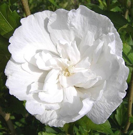 Гибискус сирийский Вайт Шифон в тубе