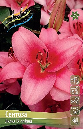 9988 Лилия Сентоза ТА 7шт/1шт
