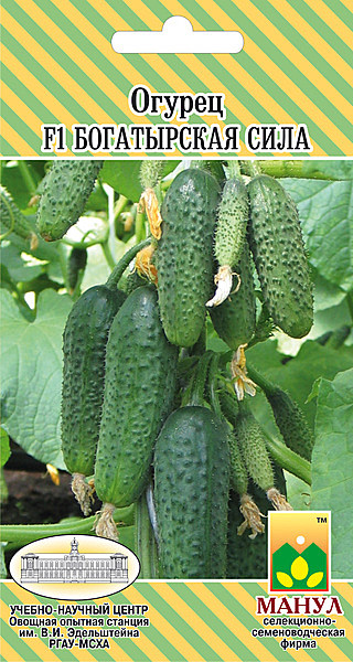 О Богатырская сила Манул 