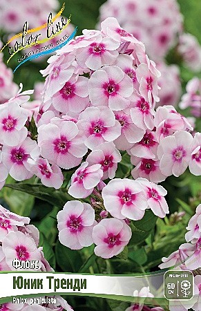 1036 Флокс Юник Тренди 2шт (1шт)