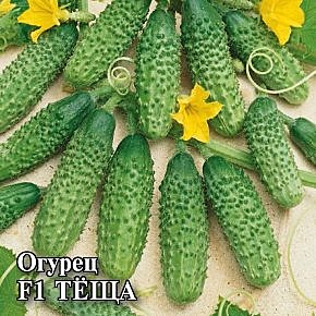 Огурец Теща 100шт Гавриш
