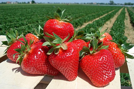 Земляника\Клубника