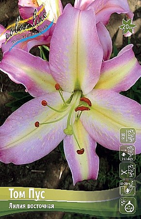 1162 Лилия  Том Пус 5шт/1шт