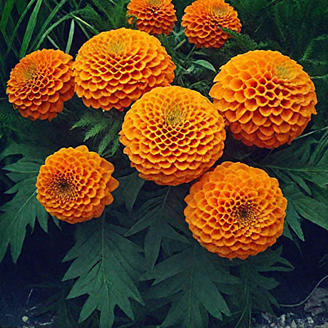 Ц Барх Антигуа Оранж 5шт вес