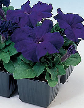 Ц П Лимбо Блу  Гавриш