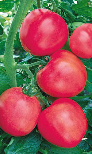 Томат Медовый малиновый 0,1гр п/п Марс