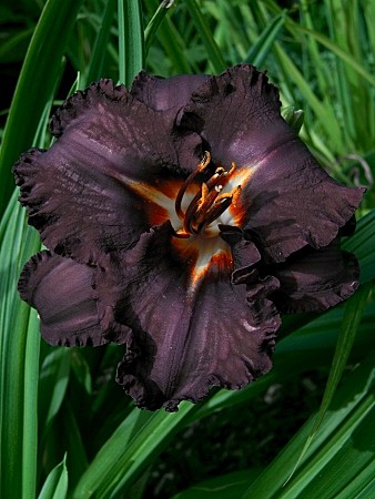 4192 Лилейник Лонгфилдс Блэк Мэджик 1шт