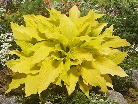 5256 Хоста Липстик Блонд 1шт