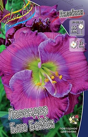 5749 Лилейник Лавендер Блю Бейби 1шт