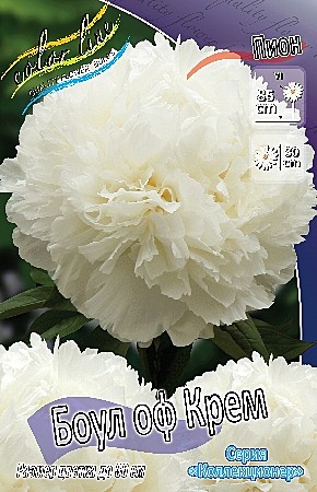 8741 Пион Боул Оф Крем 1шт