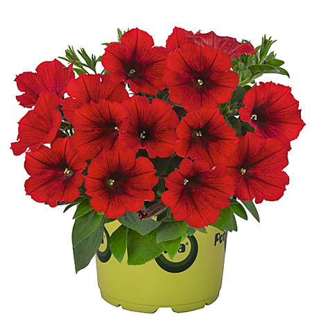 433 Петуния Sweetunia Red 2026/укор чер/