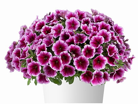 742 Петуния Capella Fuchsia Lase/укор чер/