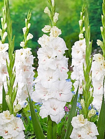 8087 Глад Декадент 10шт/1шт