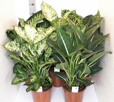 Диффенбахия 17