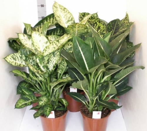 Изображение товара