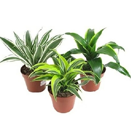 Драцена микс 12