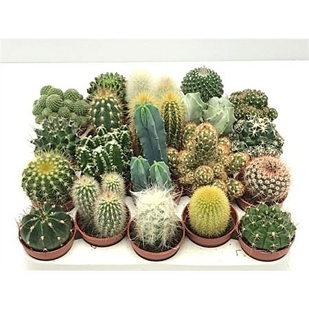 Кактус Микс 5