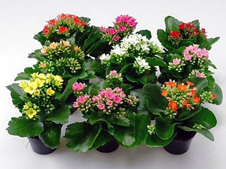 Каланхое  каланд 10,5