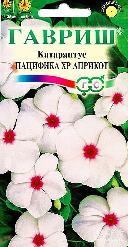 Ц Катарантус Пацифика Априкот Гавриш