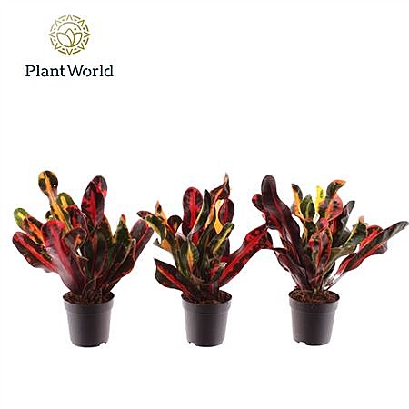 Кодиеум Мамми 7