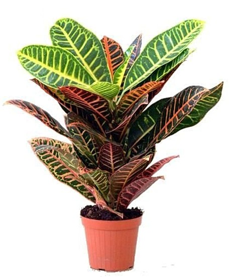 Кодиеум Петра 13