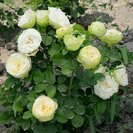 Роза Лемон Рококо флориб Садовита