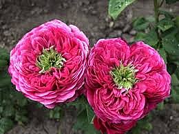 Роза Принцесса Иоши спрей Садовита