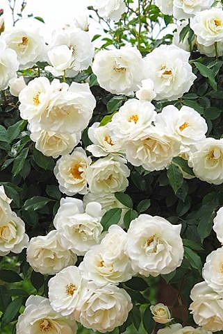 Роза Шнеевиттхен флориб Садовита