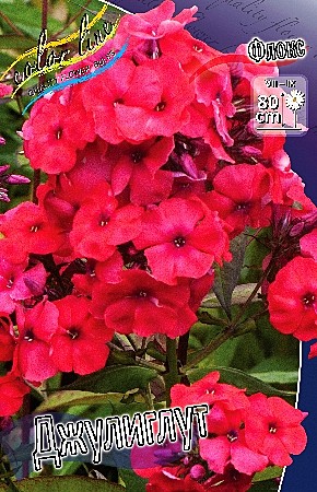 1404 Флокс Джулиглут 2шт/1шт