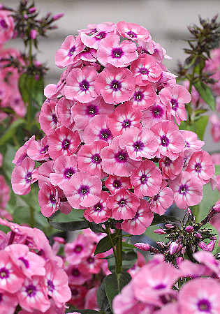 6498 Флокс Ларисса 2шт /1шт