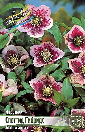 8124 Морозник Споттид Гибридс 1шт