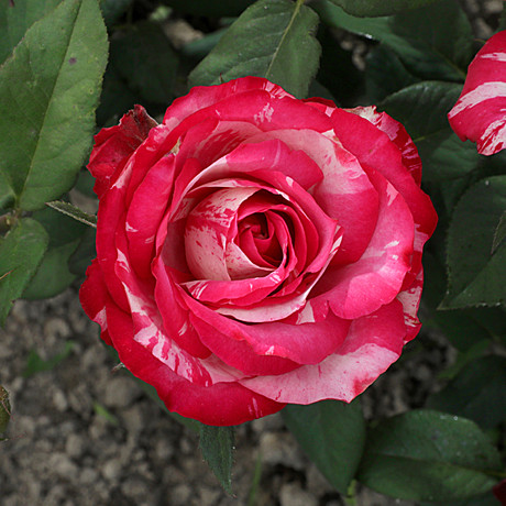 Роза Сатин флориб Садовита