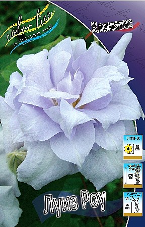 3099 Клематис Луиз Роу махр 2шт /1шт