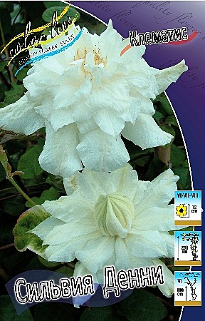 3198 Клематис Сильвия Денни 2шт /1шт