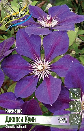 6044 Клематис Джипси Куин 2шт /1шт