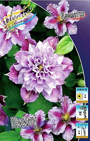 6235 Клематис Пиилу махр 2шт /1шт