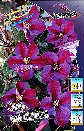 6303 Клематис Стар оф Индия 2шт/1шт