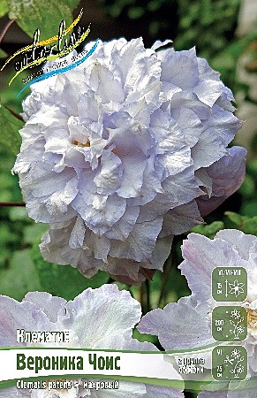 9175 Клематис Вероника Чоис махр. 2шт /1шт