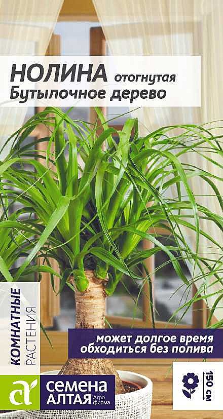 Ц Нолина Бутылочное дерево Семена Алтая