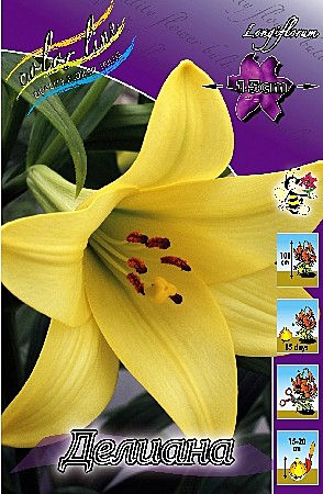 0745 Лилия Делиана лонг 5шт (1шт)