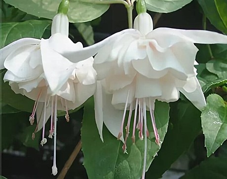 137 Фуксия White King /укорененные черенки/