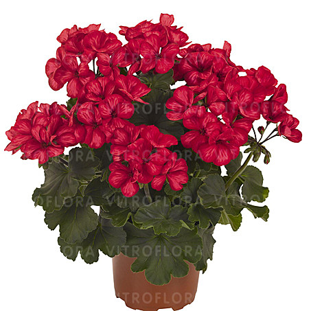 Каб Цукеша Золотой п/п Марс