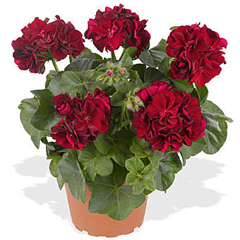 К брокколи Линда п/п Марс