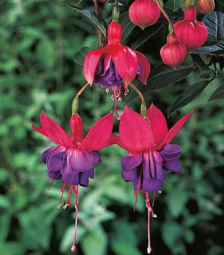 Капуста Цветная Гудман 12шт УД 