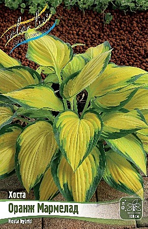 0074 Хоста Оранж Мармелад 25шт/ 1шт
