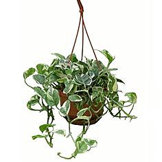 Сциндапсус Энджой 12