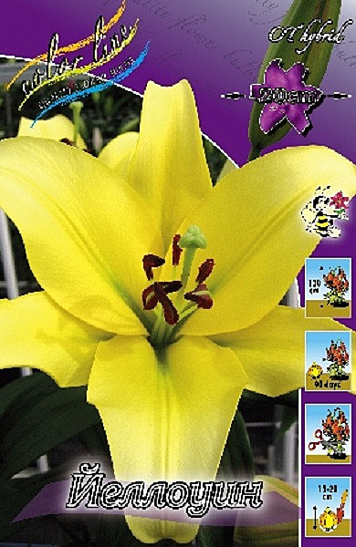 1308 Лилия Иеллоуин От 5шт/1шт