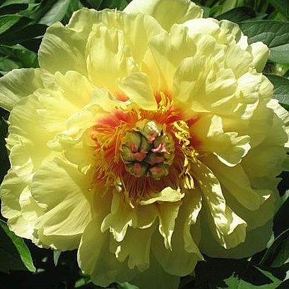 0242 Пион Золотая корона древ 1шт