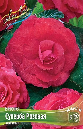 6376 Бегония Суперба Розовая 3шт/1шт